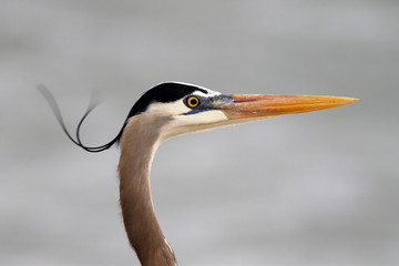 Great Blue Heron in the Wind