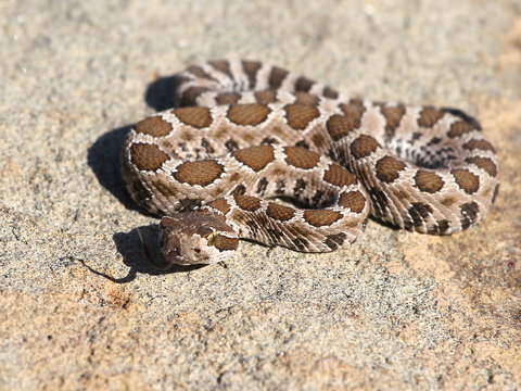 Baby Northern Pacific Rattlesnake