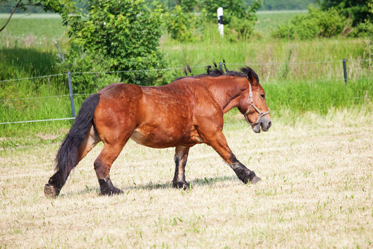 Ardenner Kaltblut auf der Weide