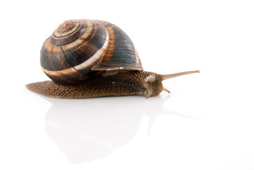 Snail