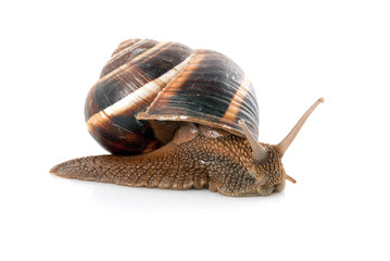 Snail