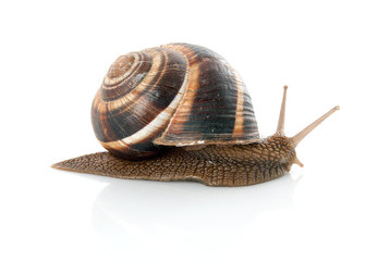 Snail