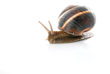 Snail