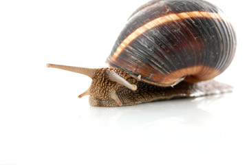Snail