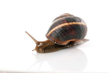 Snail