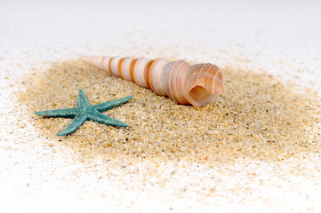 Shells and starfish