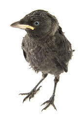 young crow