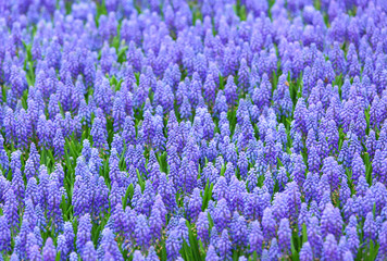 Naklejka premium Purple muscari botryoides field
