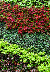 Green plant on wall