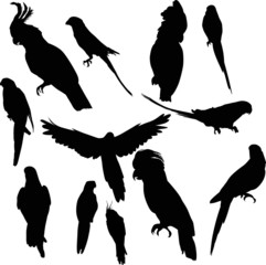 twelve parrot silhouettes collection