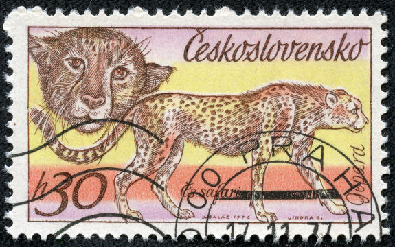 stamp printed in Czechoslovakia shows wild cats Cheetahs