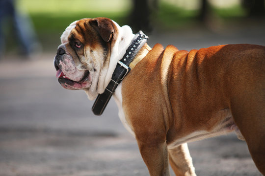 Walking English Bulldog profile
