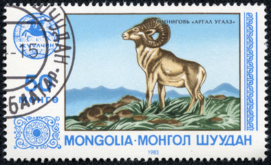 stamp printed by Mongolia, shows ovis