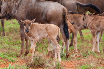 Obraz na płótnie Canvas Blue Wildebeest Calves
