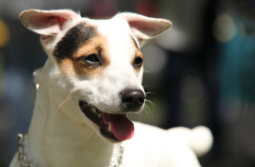 Jack Russell Terrier portrait