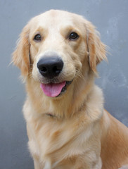 Golden Retriever Dog