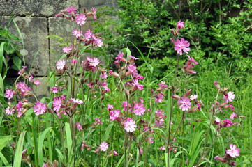 Wild Red Campion Flowers