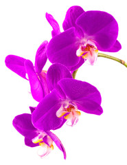 Fototapeta premium orchidée phalaenopsis