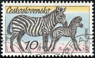 Stamp printed in CZECHOSLOVAKIA shows the image of the Zebras