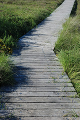 wooden path in the moor