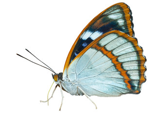 Butterfly (Apatura schrencki) 32
