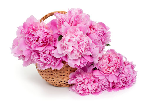 Fototapeta basket of peonies isolated on white background