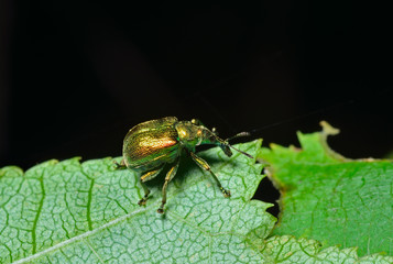 Beetle weevil 1