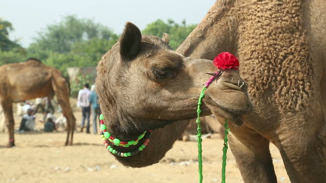 Camel with decorations at the Pushkar camel fair. India