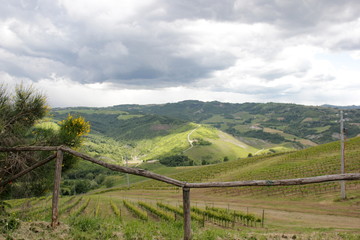 Fototapeta na wymiar Panorama vigneto - colli Bolognesi