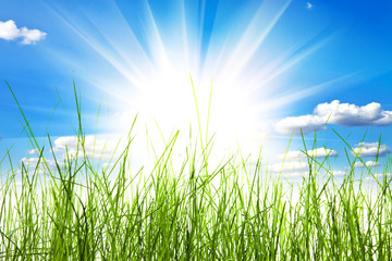 Fototapeta premium green grass