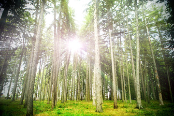 beautiful green forest