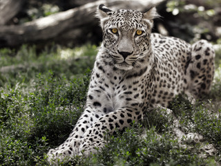 Naklejka premium Leopard