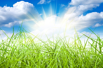 Fototapeta premium green grass