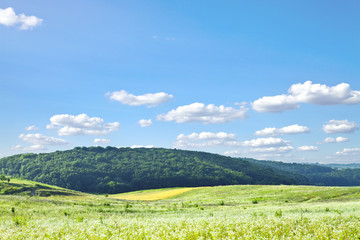 Fototapeta premium Green grass under blue sky