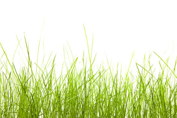 Obraz premium green grass
