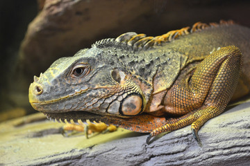 iguana animals