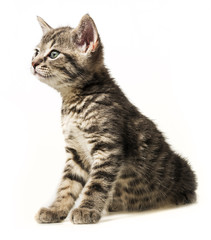 little kitten sitting on a white background