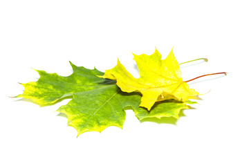 Buttonwood leaf