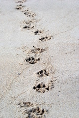 Pawprint
