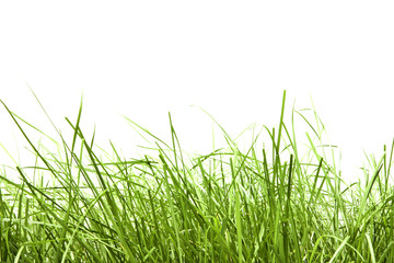 Fototapeta premium green grass