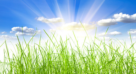 Fototapeta premium green grass