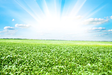 Green grass under blue sky