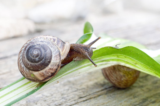 Interested snail goes on a leaf