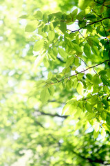green grass and leaves