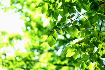 Fototapeta na wymiar green grass and leaves