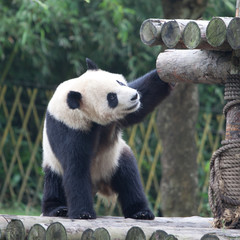 Naklejka premium Panda