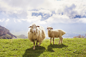 Sheep in the mountains