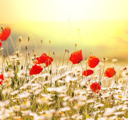 Poppy