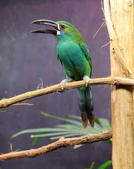 toucanet à croupion rouge