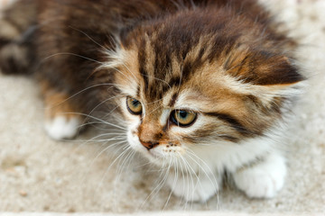 Fototapeta na wymiar Cute little kitten